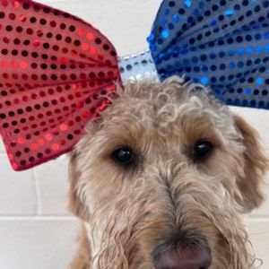 Meet your Posher, Carol